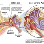 Anatomical diagram of the human ear showing the auditory nerve and cochlea